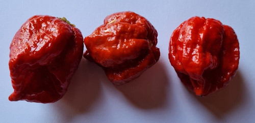 Scorpion caramel polvere - ,