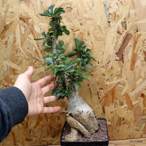Adenium obesum vaso - obesum,