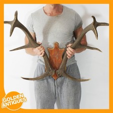 Large red deer - large,