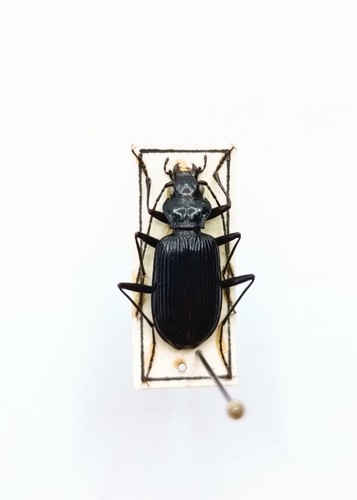 Entomology taxidermy - taxidermy,