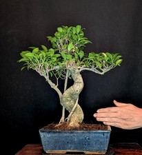 BONSAI DI FICO CINESE FICUS