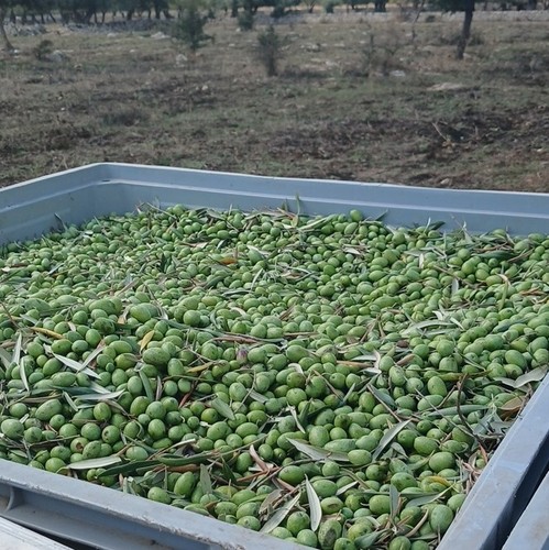 Olive verdi fresche - , appena