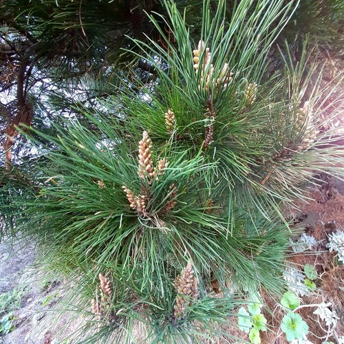 Pino carrasco pinus - pino,