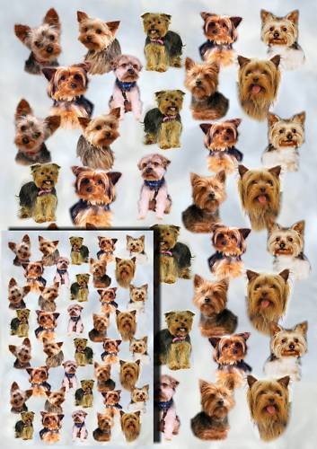Carta regalo cane yorkshire - carta,