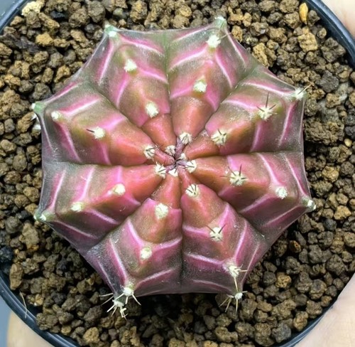 Gymnocalycium mihanovichi