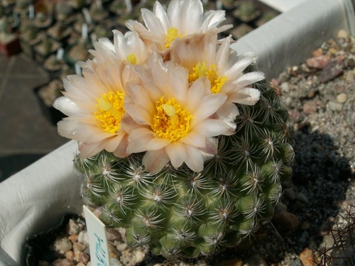 Pediocactus simpsonii 1000 - pediocactus,