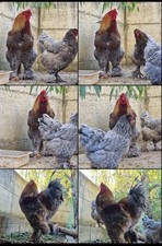 8+2 uova feconde di Brahma 