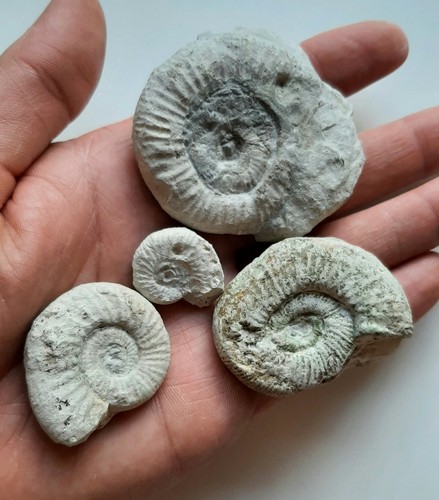 Lotto ammoniti fossili - 4,