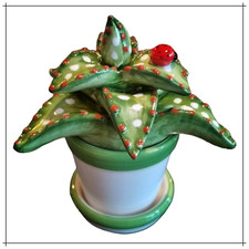 Cactus Piante grasse in