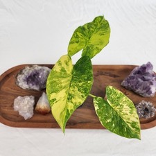 Alocasia Gageana Aurea