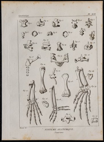 1825 sauriens incisione - -,