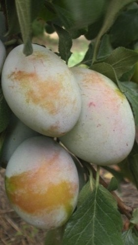 Pianta susino felisio - pianta, di