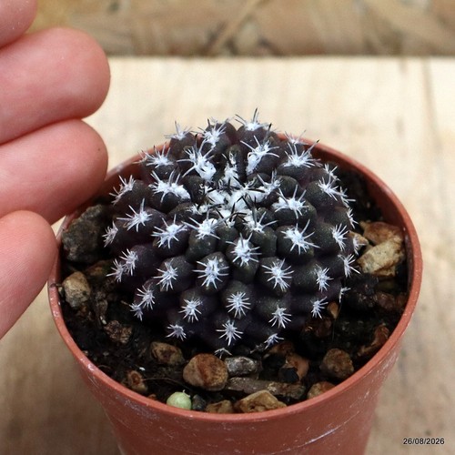 Telocephala krausii vaso - krausii,