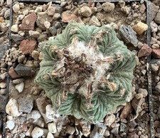 Aztekium Cavalieri - 3,5 cm a