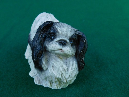 Cane pechinese polvere - polvere, di