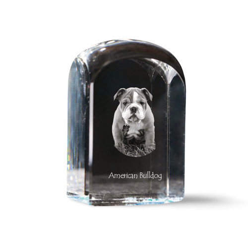 American bulldog americano - american, bulldog,