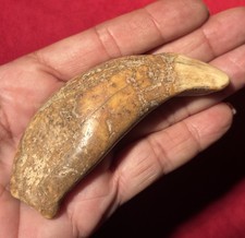 Dente Orso delle Caverne Ursus