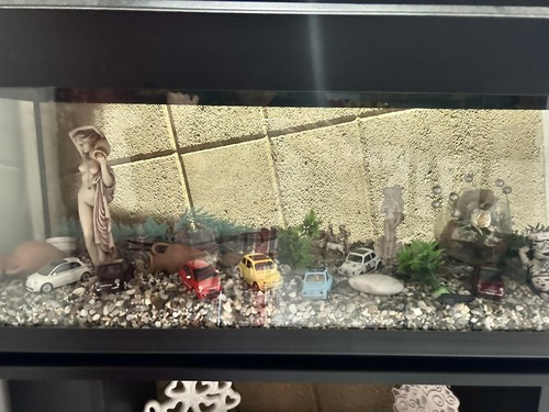 Acquario marino completo con - acquario,