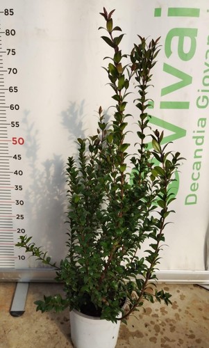 Piante mirto v18 40 50 - 50, 40/50