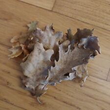 25 Foglie di quercia per acquario tropicale cardine pesci gamberetti lumache 