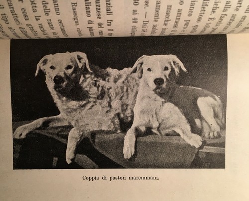 Cinofilia cani allevamento - cinofilia_cani_allevamento, del