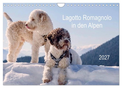 Lagotto romagnolo den - lagotto, alpen