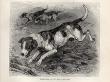 Stampa Antica 1894 = CANE CACCIA FOXHOUND = Canidi Mammiferi = Old Print DOG