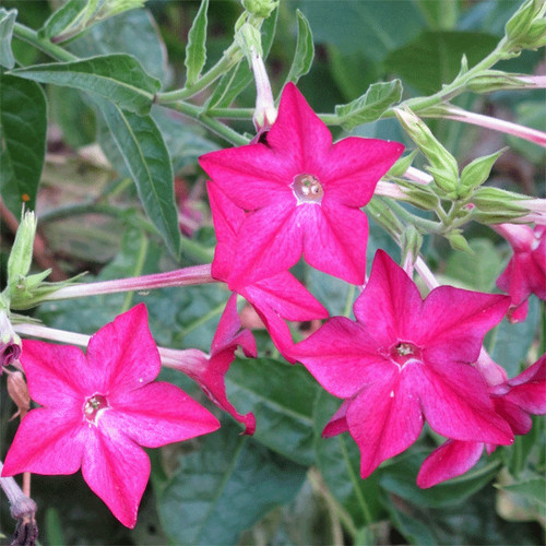 Nicotiana alata crimson - alata, 'crimson