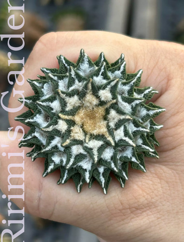 Rara pianta succulenta - , cm