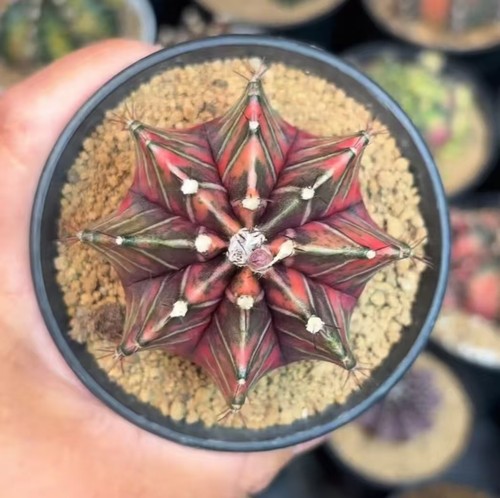 Vendita pianta unica - vendita, cactus