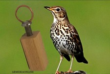 Richiamo per tordo uccelli da