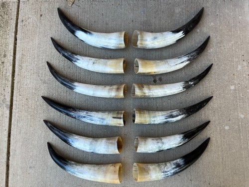 Scrimshaw corna sterzo - di,