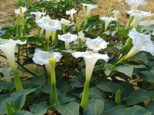 Datura metel white devil s - /, devil's