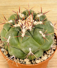 Thelocactus hexaedrophorus - , v