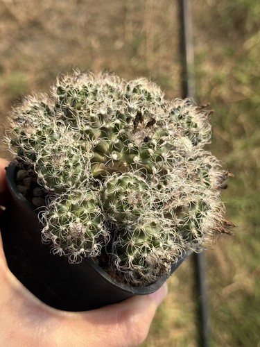 Multi teste turbinicarpus - multi,