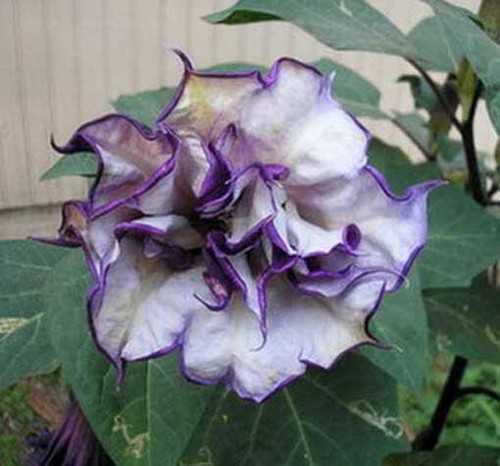 Datura metel semi - metel, 10