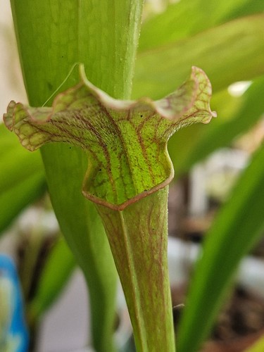 Sarracenia mix pianta - sarracenia,