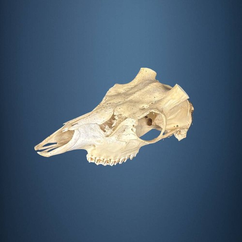 602sku teschio cervo sika - 602sku,