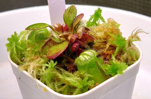Cephalotus big boy - cephalotus,