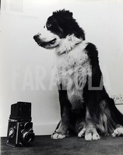 Foto vintage Regno Unito, Bovaro del Bernese, 1972, stampa 20x25 cm
