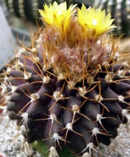 Uebelmannia buingii HU141, 10