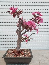 Bonsai di Malus Spectabilis