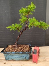 bonsai ginepro itoigawa 26 cm visita il negozio