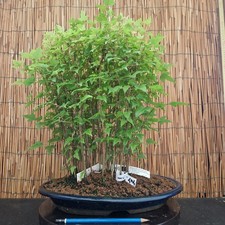 Bonsai di Bosco di Acero