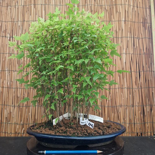 Bonsai bosco acero - bonsai,