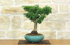 Bonsai di Acero Palmato