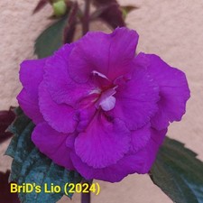 Achimenes - Limoncello, BriD's