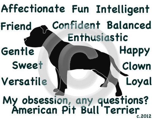 American pit bull dog - pit,