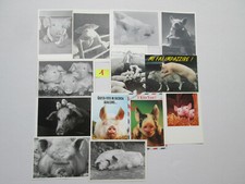 Set 13 cartoline maialini cm