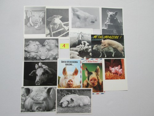 Set cartoline maialini cm - set,